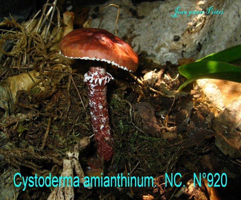 Cystoderma amianthinum