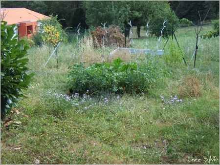 Potager_23_07_10