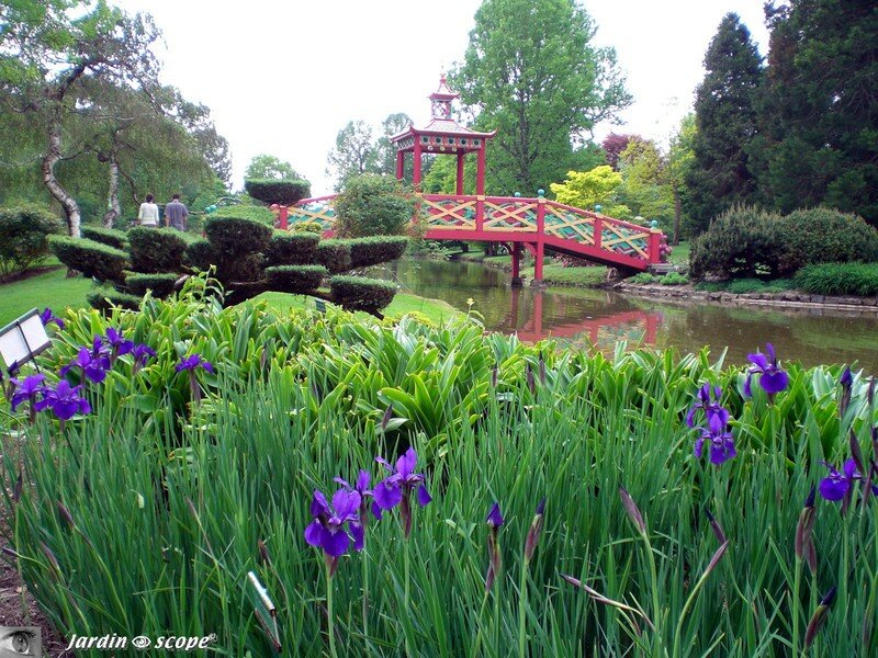Le pont Cinois et les Iris bleu