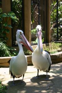 pelican__source_wikip_dia_