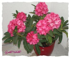 Rhododendron_1