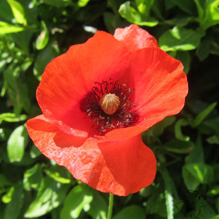 coquelicots_a
