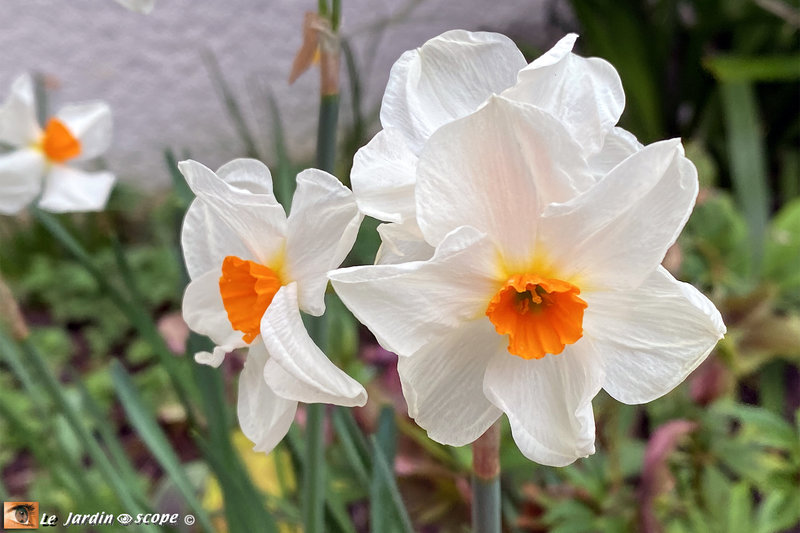 Narcisse-pluriflore-Geranium-2
