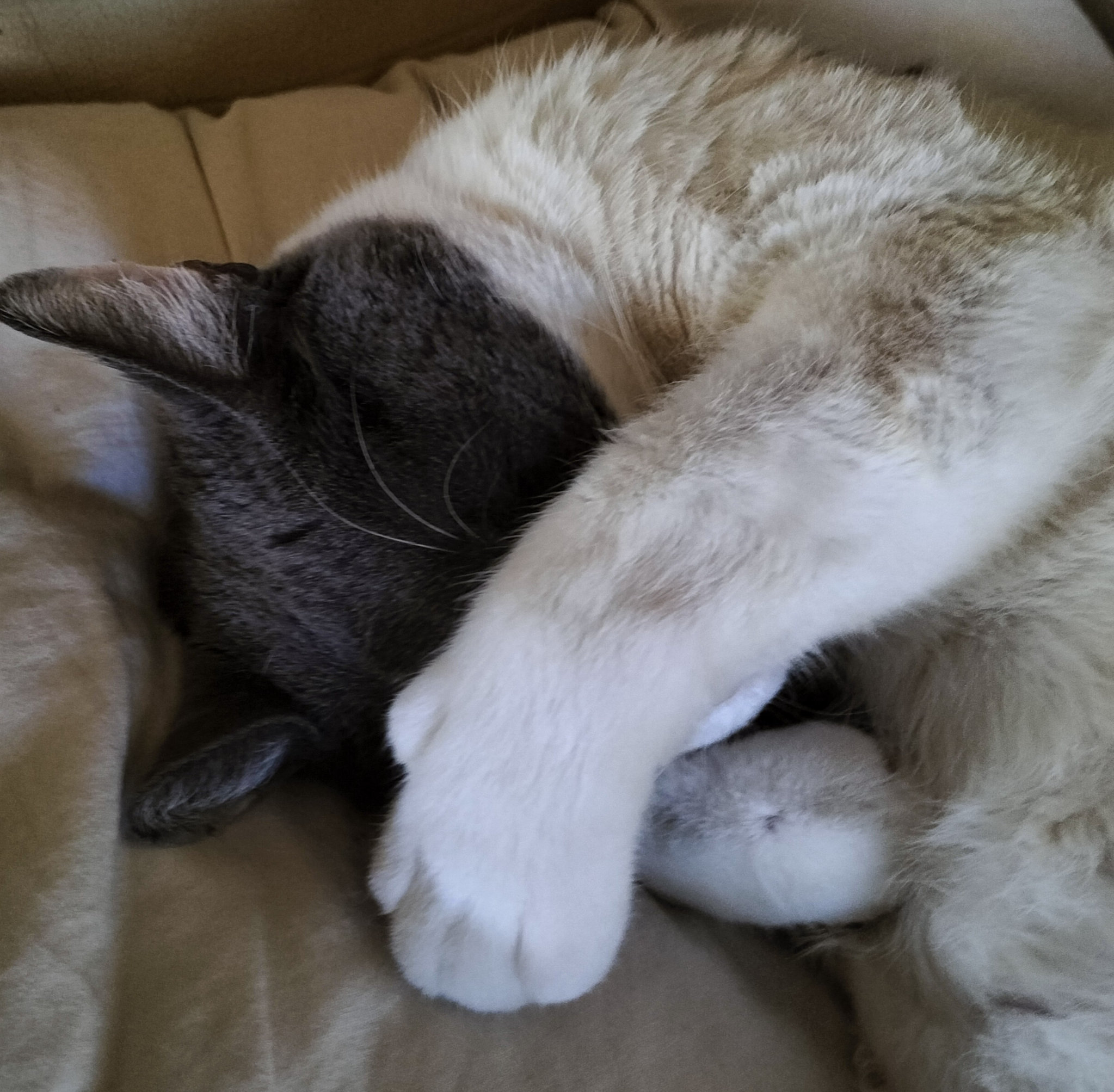 pompon caché, isnta
