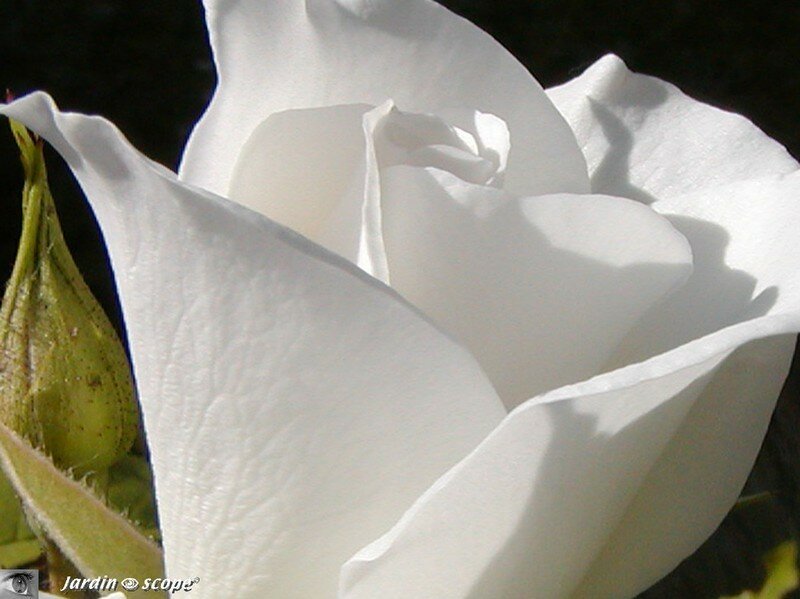 Rosier 'Fée des Neiges'