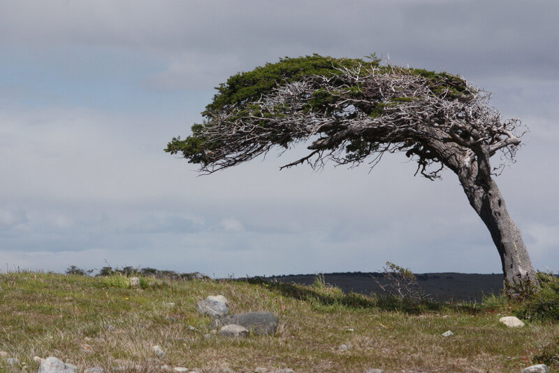 arbre-dans-le-vent