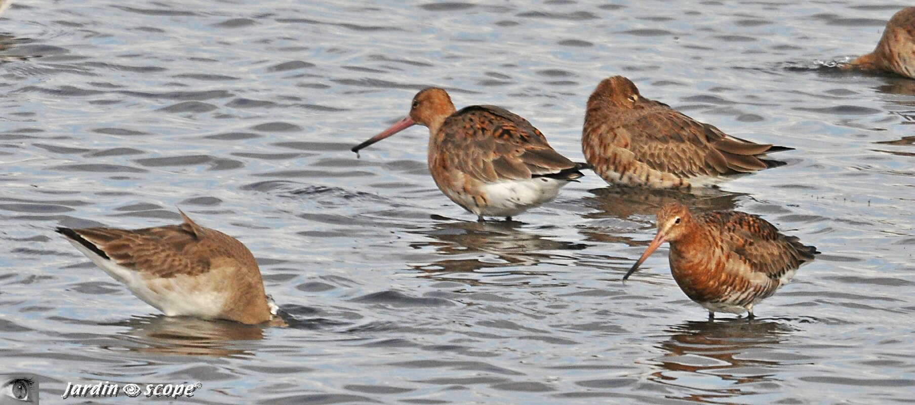 Parc ornithologique du Teich - Barges à queue noire