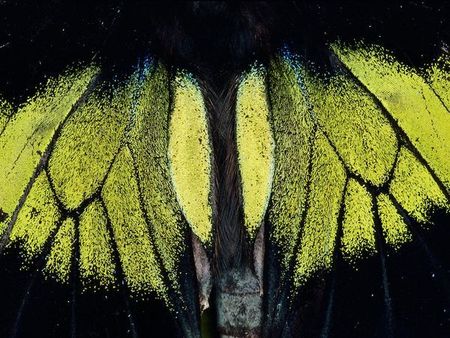 moth wings papillon