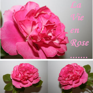 ROSE2