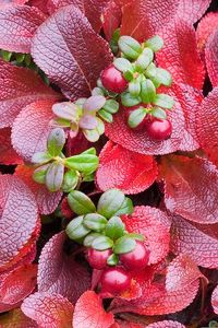 bearberry_and_lowbush_cranberry_7062