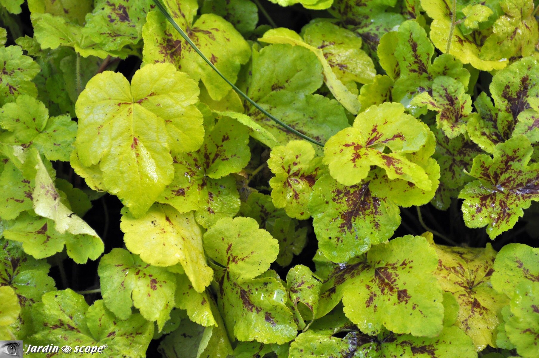 Heucherella Yellowstone falls