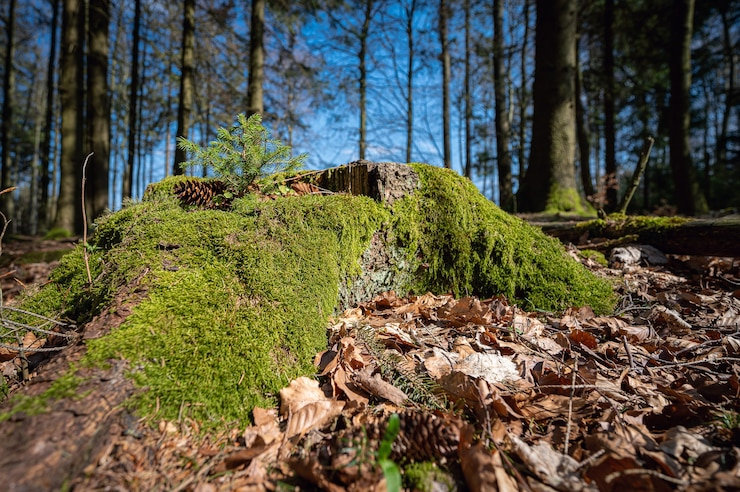 beau-tronc-arbre-couvert-mousse-dans-foret-capturee-neunkirchner-hohe-odenwald-allemagne_181624-17859