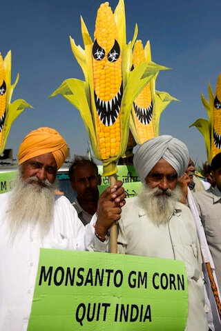gmo-india