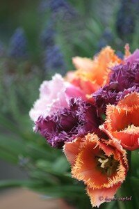IMG_2283copie2