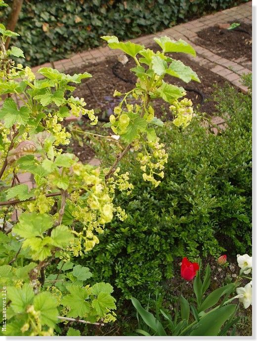 coin de potager