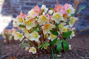 hellebore2