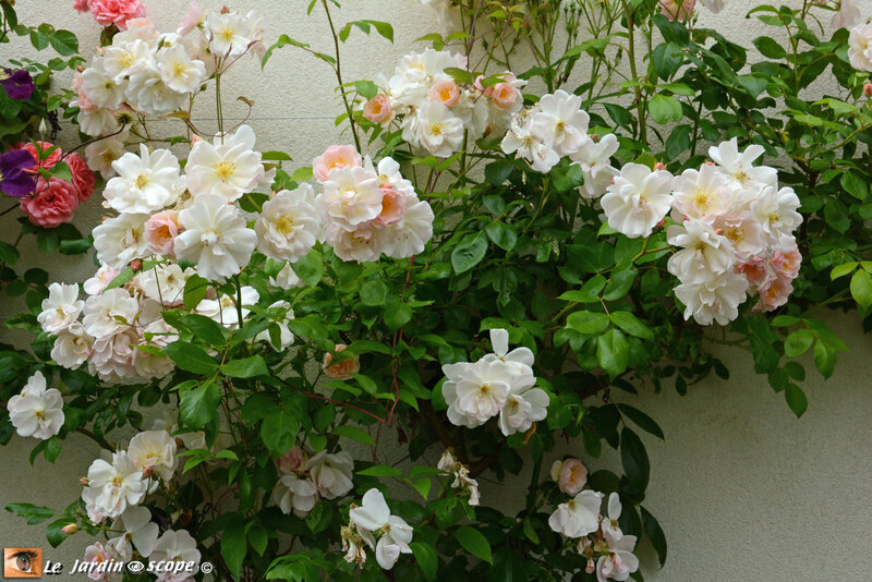 Sourire-d'Orchidée