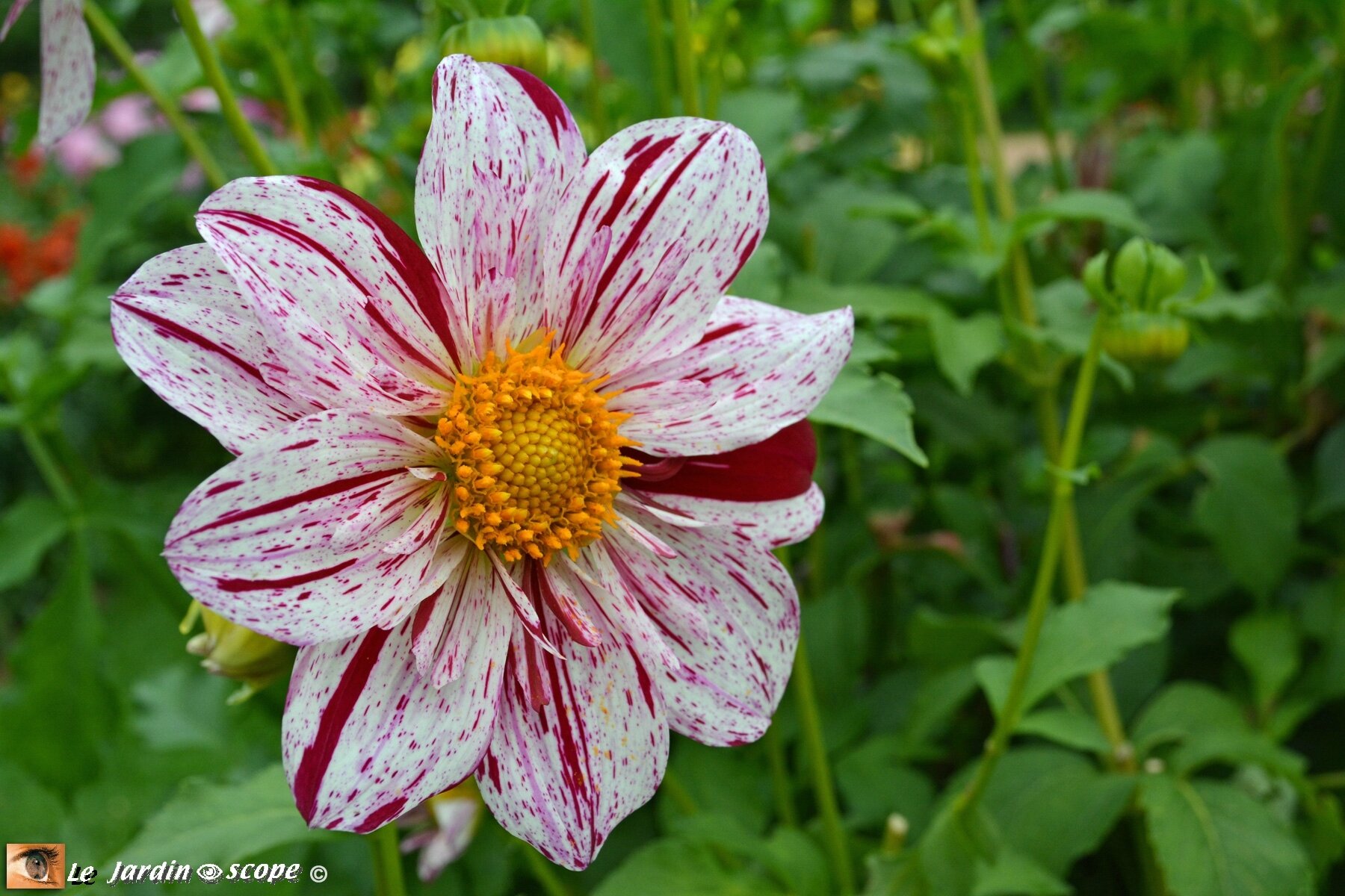 Dahlia-Icare