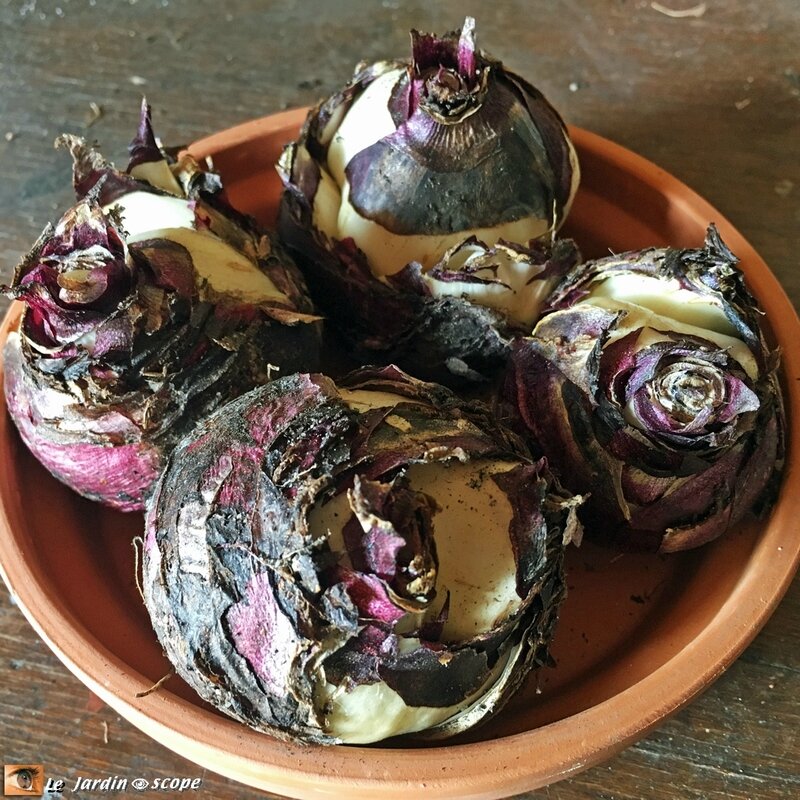 Bulbes de Jacinthes de Bretagne