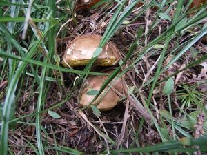 Cèpe de Bordeaux • Boletus edulis