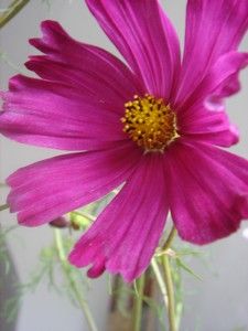 COSMOS_ROSE_2