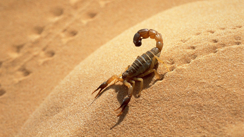 Scorpion_du_desert