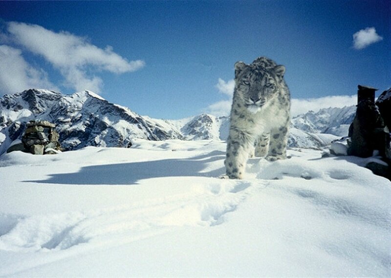 PANTHERE DES NEIGES DANS LE PARC NATIONAL INDIEN DE HEMIS