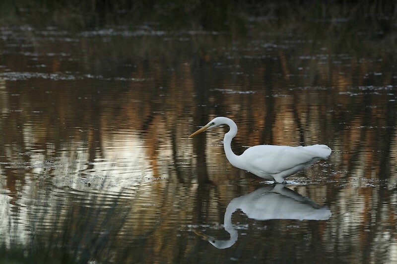 GrandeAigrette_MG_7887