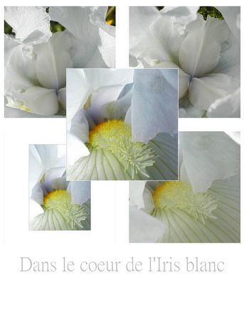 iris_blanc