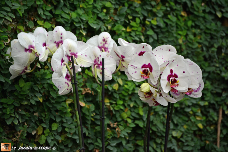 PAT_9230 Orchidées 2019 Orléans