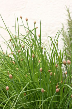 ciboulette_en_fleurs