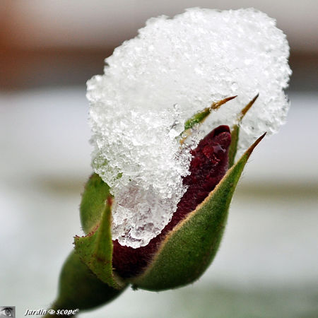 Bouton_givre