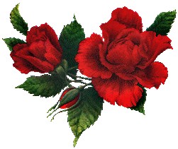 fleur_rose_rouge