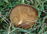 Pleurote_du_panicaut13