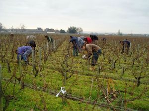 concurrents dans les vignes 1