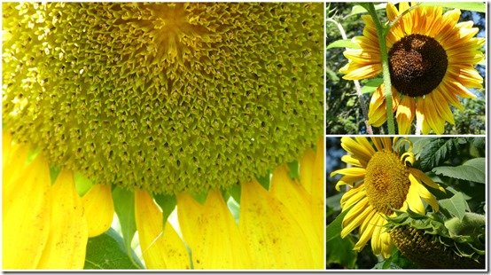 jardin 2 septembre 20231
