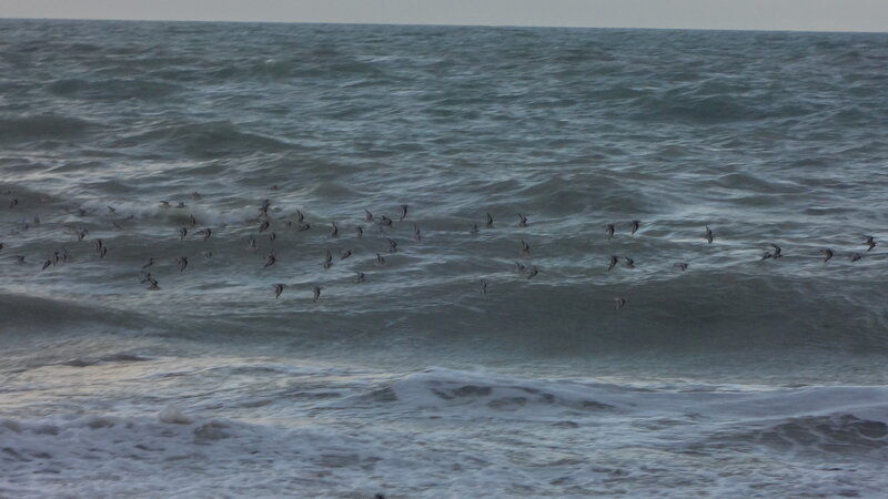 Vol_de_pluviers_sur_la_vague