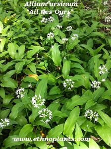 ail-des-ours_ethnoplants