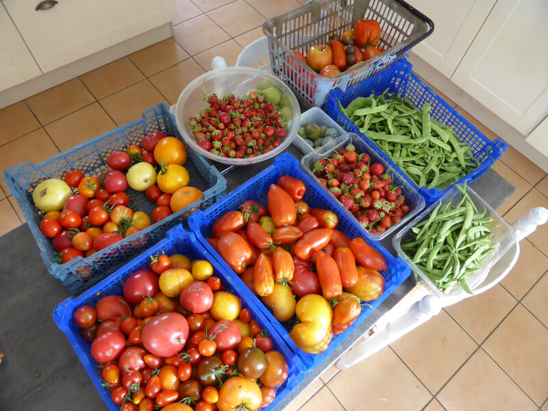 8-tomates, haricots, fraises, prunes, poires (1)