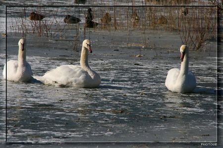 CYGNES BAIRON