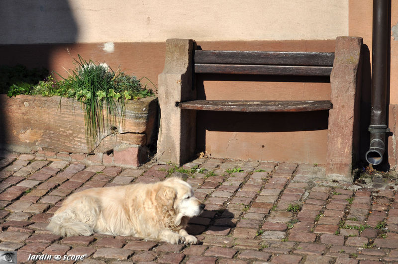 Chien prenant le soleil au pied du banc en Alsace