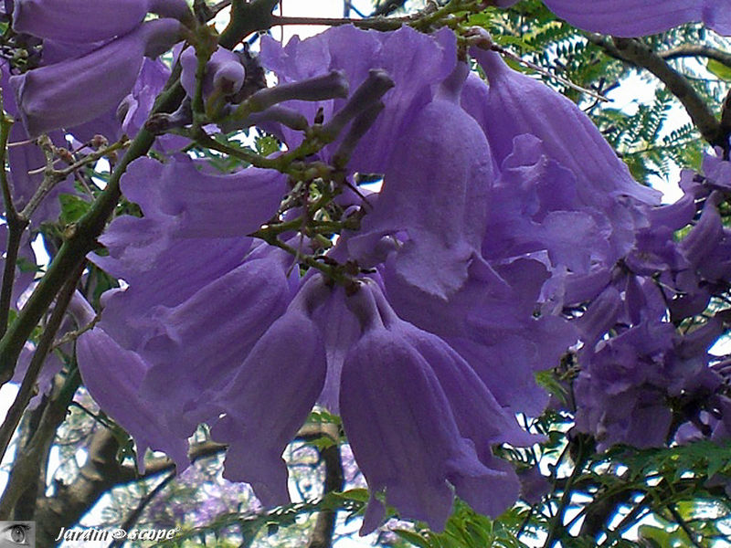 9081-Détail-Jacaranda