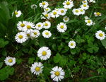 Marguerites