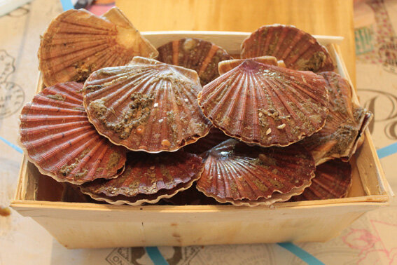 panier_de_Saint_Jacques1