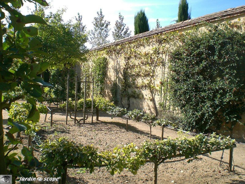 Palissage en cordon