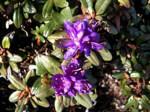 29 05 10 Rhododendron russatum Keilour (2)