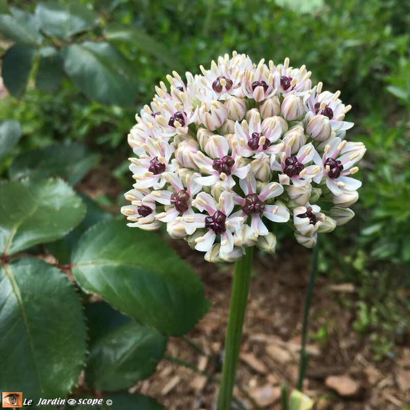 Allium-Silver-Sping