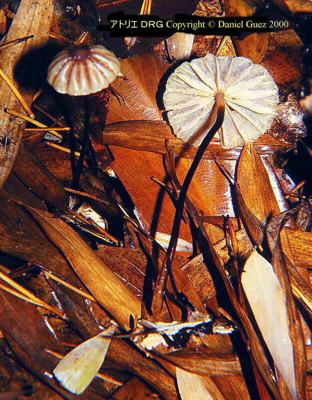Marasmius_purpureostriatus_DRG_2000_6_23_5CR