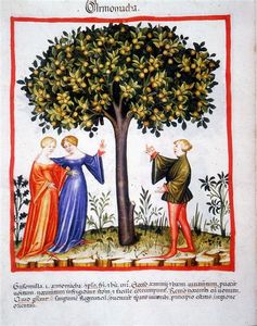 Codex_Vindobonensis__series_nova_2644___La_R_colte_des_abricots