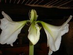 Amaryllis_3